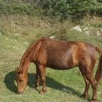 مادیون پونی پنج سال قد 95 سانت|اسب و تجهیزات اسبسواری|باقرشهر, |دیوار