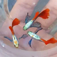 انواع ماهی آکواریومی گوپی وارداتی کمیاب