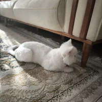 واگزاری به دلیل اقامت ارمنستان|گربه|بوکان, |دیوار