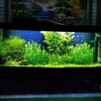 اکواریوم پلنت