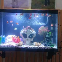 آکواریوم. پمپ. بخاری.ال ای دی .ماهی