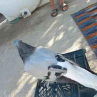کبوتر|پرنده|بهبهان, |دیوار