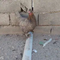 مرغ محلی تخم گذار|حیوانات مزرعه|دلبران, |دیوار