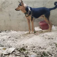 سگ فروشی|سگ|شیراز, بید زرد|دیوار