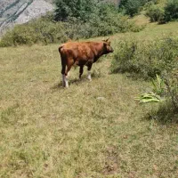 فروش دام|حیوانات مزرعه|مرزن‌آباد, |دیوار