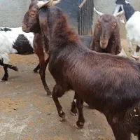 نر بز (ساورین) گلابی پاکستانی