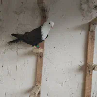 کلاغ کربلایی