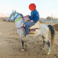 فروش اسب نریان نژاد کرد خالص