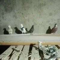 ۵عددجوجه خوشگل