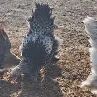 خروس برهما|حیوانات مزرعه|قیدار, |دیوار