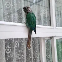 گرینچیک|پرنده|تهران, جنت‌آباد مرکزی|دیوار