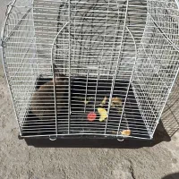 خرگوش با قفس معاوضه با کفتر میکنم