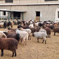 جایگاه عرضه دام زنده تحویل در محل حضوری شبانه روزی|حیوانات مزرعه|کرج, گلشهر|دیوار