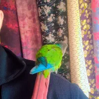 طوطی گرینچیک|پرنده|مهاباد (آذربایجان غربی), |دیوار