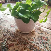 گل پتوس با گلدان