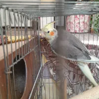 عروس هلندی نر مست بسیار زیبا