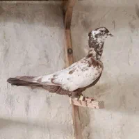 دم سرخ|پرنده|قزوین, |دیوار