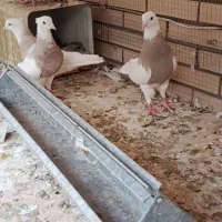 کفتر طوقی ارده ای کارتونی خال دار