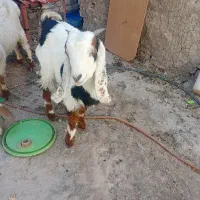 چتی مری ماده