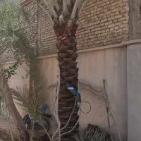 درخرما|خدمات باغبانی و درختکاری|طبس, |دیوار