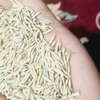 شالی فجر