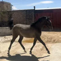 کره مادیان کرد فروش فوری