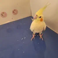 عروس هلندی گمشده دارای مژدگانی