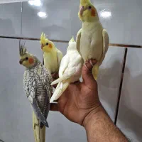 عروس هلندی