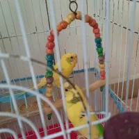 مرغ عشق رام و زیبا