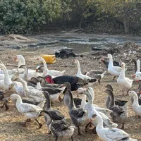 غاز محلی و قوغاز مولد و پرواری|حیوانات مزرعه|جوادآباد, |دیوار