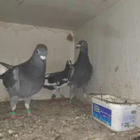 کفتر