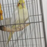 عروس هلندی