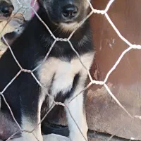 توله سگ رایگان برا واگذاری|سگ|رودسر, |دیوار