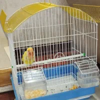 طوطی برزیلی دستی سرلاکی|پرنده|تهران, علم و صنعت|دیوار