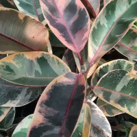 انواع فیکوس ، بنجامین ، دیفن|گل و گیاه طبیعی|مشکیندشت, |دیوار