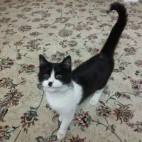 گربه گمشده در محدوده مهران