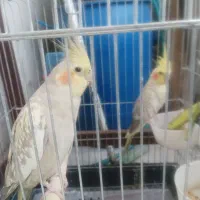 عروس هلندی