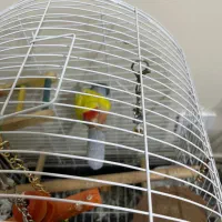 طوطی برزیلی