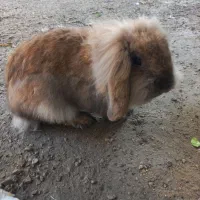 خرگوش لپ|موش و خرگوش|برازجان, |دیوار