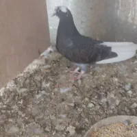 جوجه شاز ده کناریتر