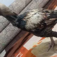 خروس  لاری افغان