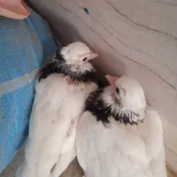 کبوتر طوقی با جوحه|پرنده|برازجان, |دیوار