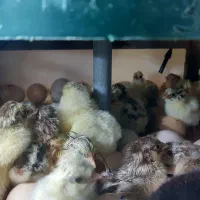 جوجه کشی|حیوانات مزرعه|رشت, نیروی دریایی|دیوار