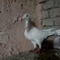 کبوتر ها همه سالم. درشت