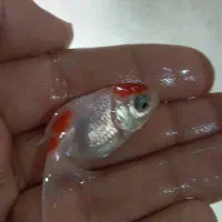 ماهی گلدفیش تاج دار|ماهی|کاشان, گارزگاه|دیوار