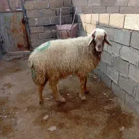 الهی به امید تو