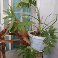 گل برگ انجیری