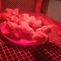 مرندی سفید و خاکستری جوجه و تخم نطفه دار