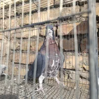 خوشرنگ یال افشون چاپی،طوقی همدانی|پرنده|لنجان, |دیوار