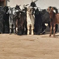 دوتا بز دو کره ای وچند کره نر|حیوانات مزرعه|وحدتیه, |دیوار